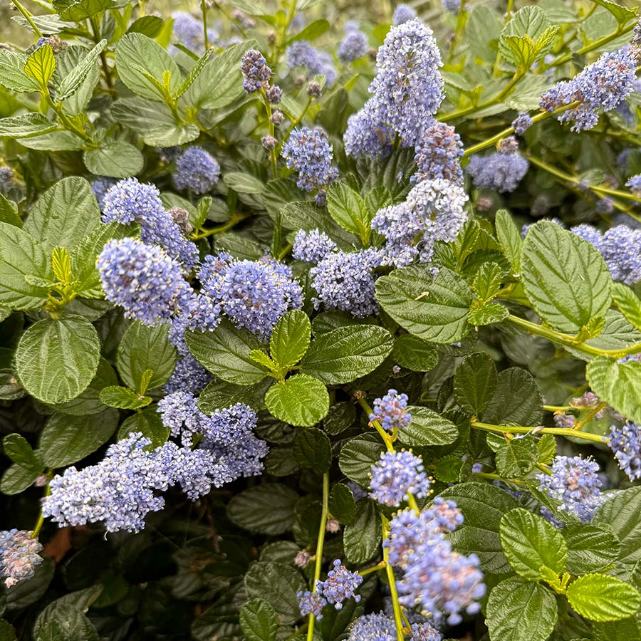 - Californian Lilac