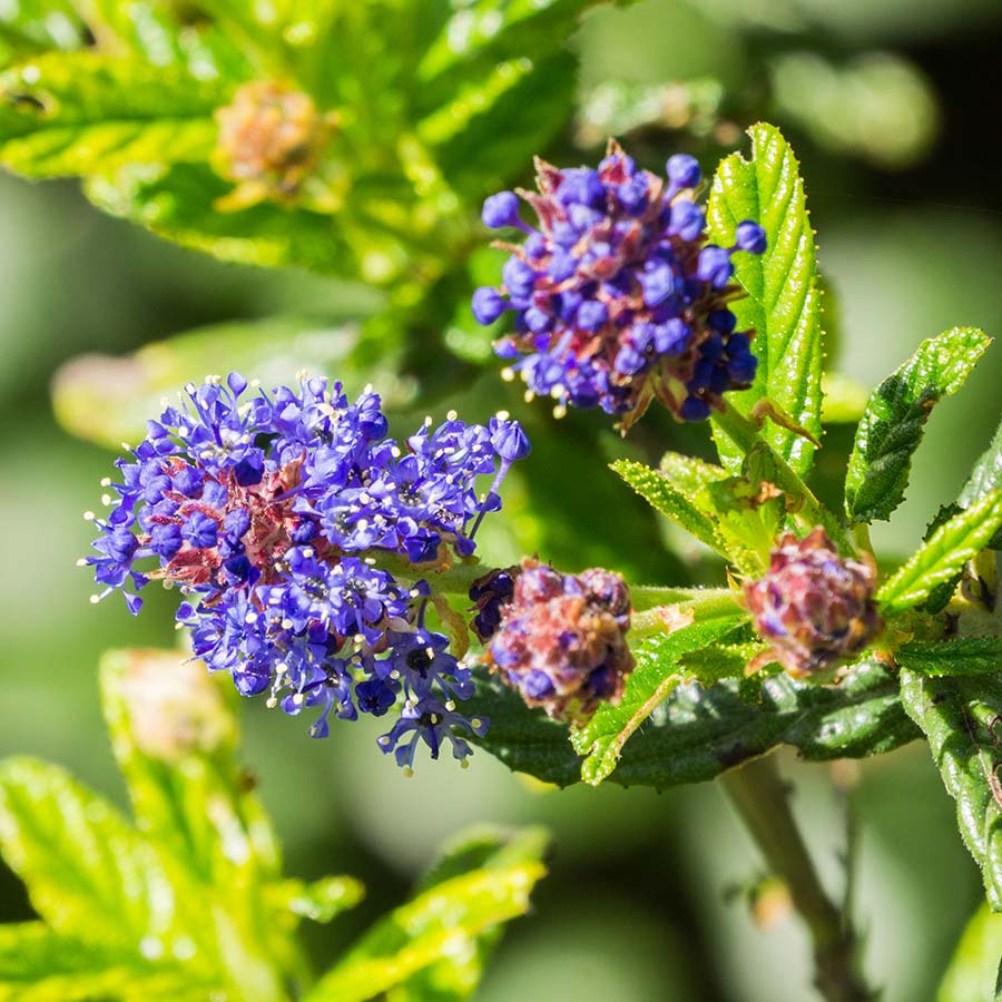 - Californian Lilac
