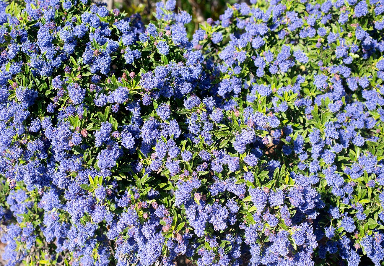 - Californian Lilac