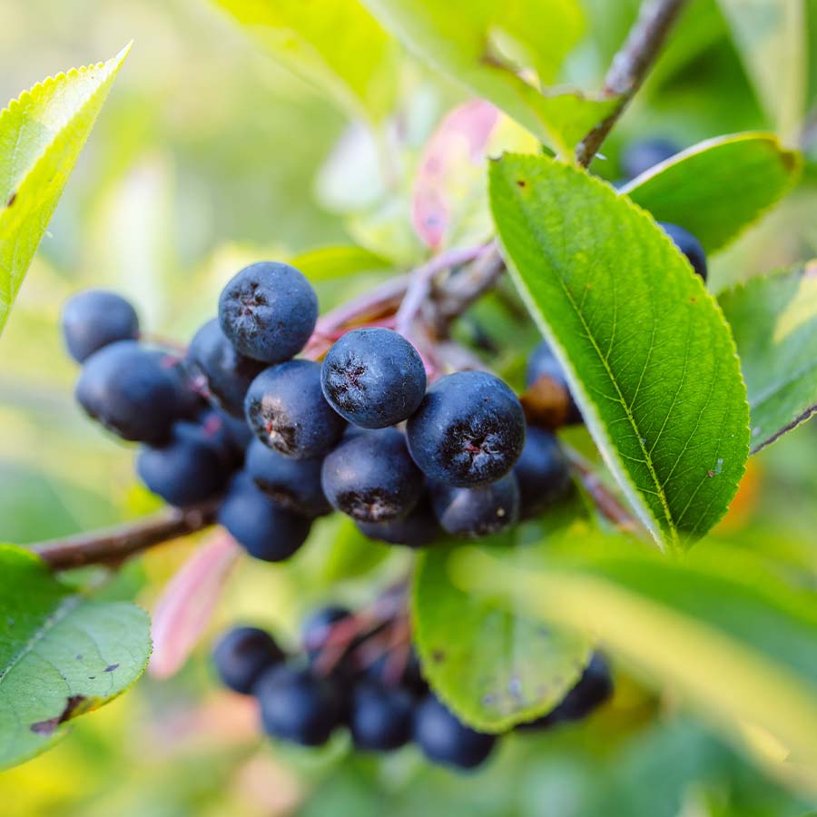 - Aronia - Chokeberry