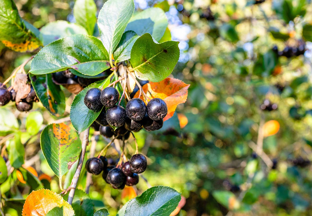 - Aronia - Chokeberry