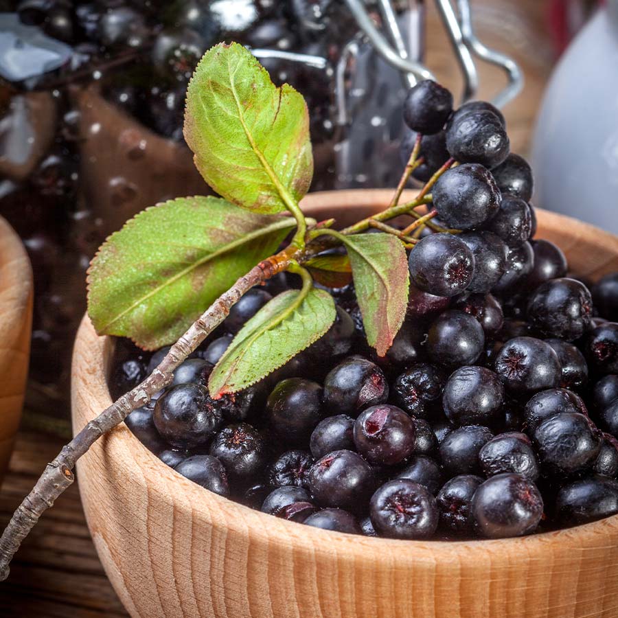 - Aronia - Chokeberry
