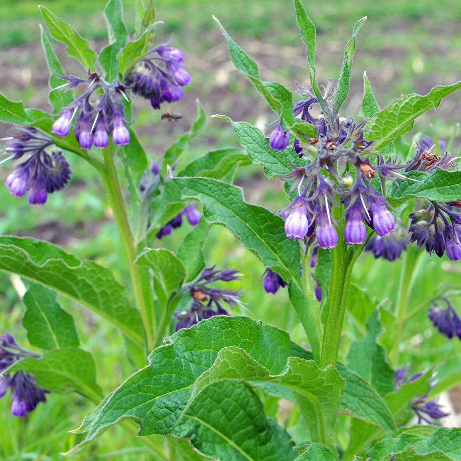 Comfrey Purple Flowers