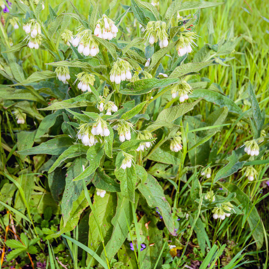 Comfrey White Flowers