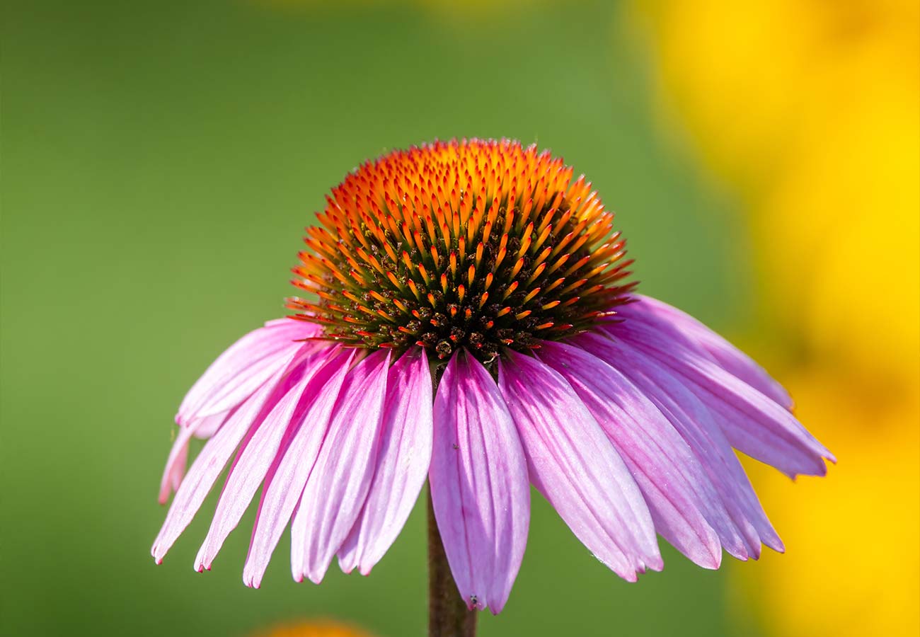 - Coneflower - Echinachia