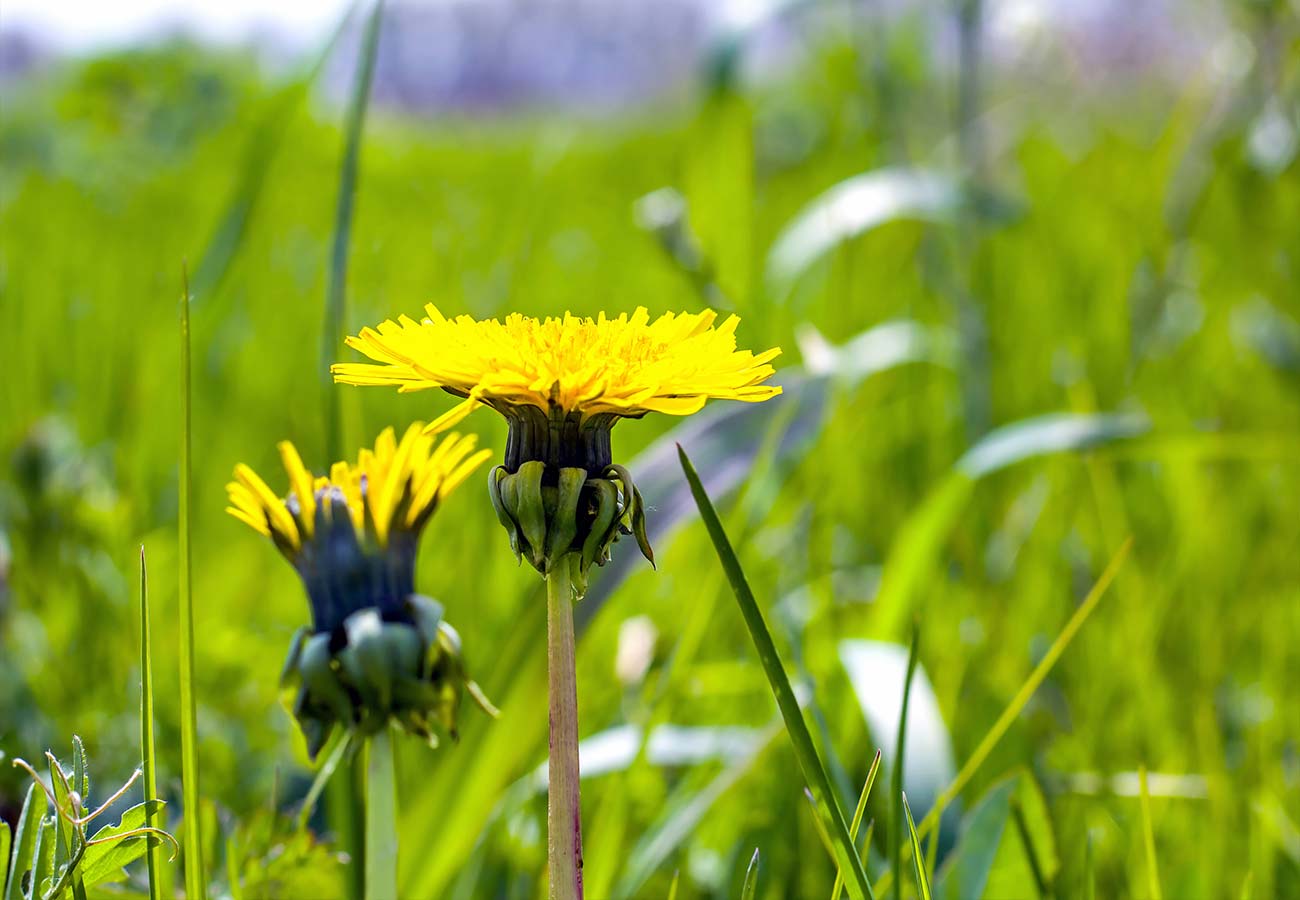 Broadleaf dandelions