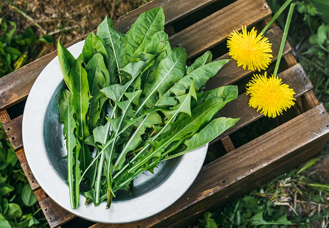 Broadleaf dandelions