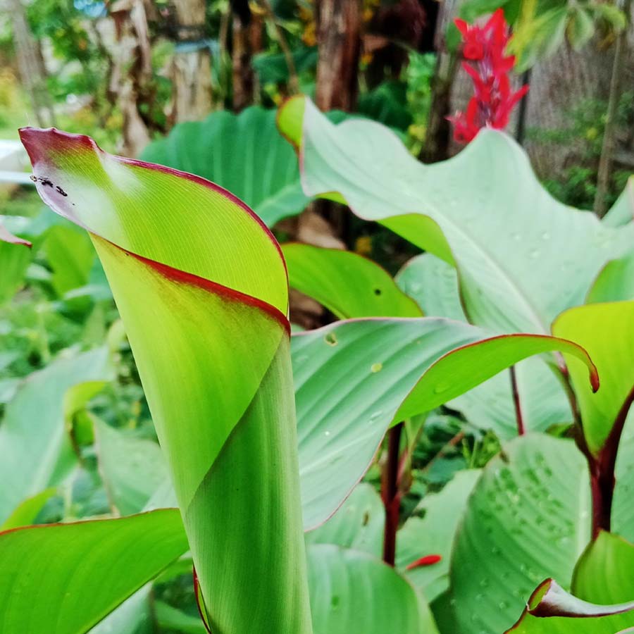 Achira, Canna edulis, a.k.a. Arrowroot, Indian shot