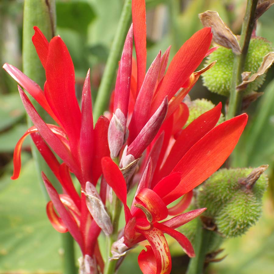 Achira, Canna edulis, a.k.a. Arrowroot, Indian shot