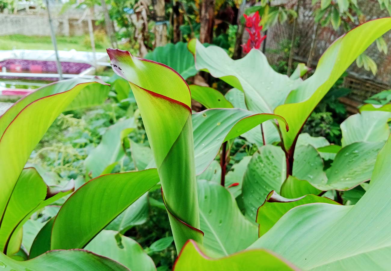 Achira, Canna edulis, a.k.a. Arrowroot, Indian shot