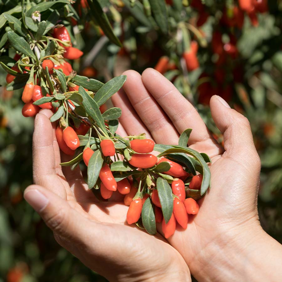 Goji Berry