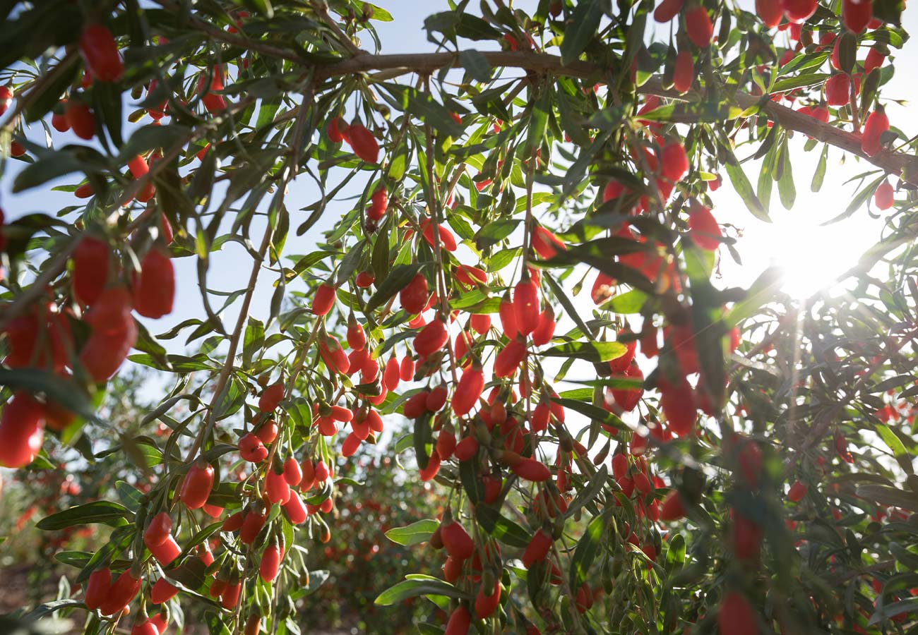 Goji Berry