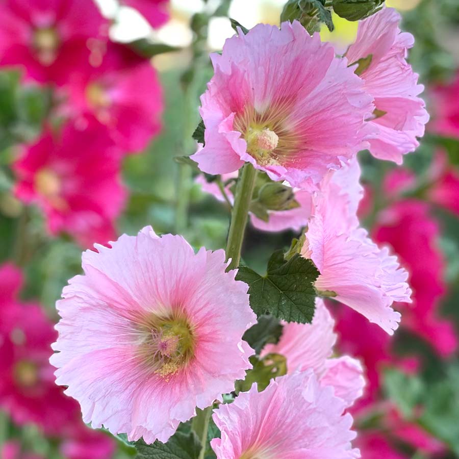 Hollyhocks Mixed Colours