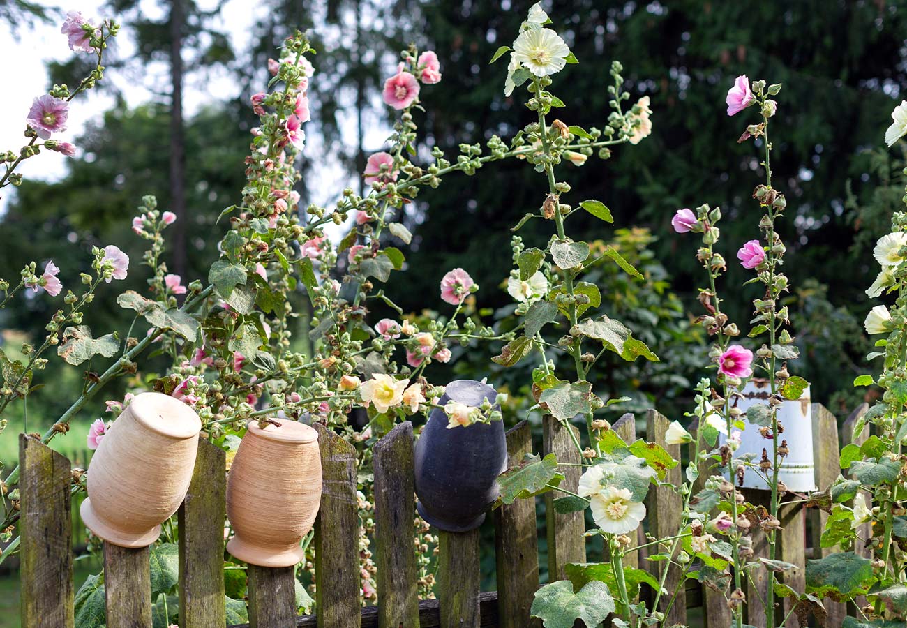 Hollyhocks Mixed Colours