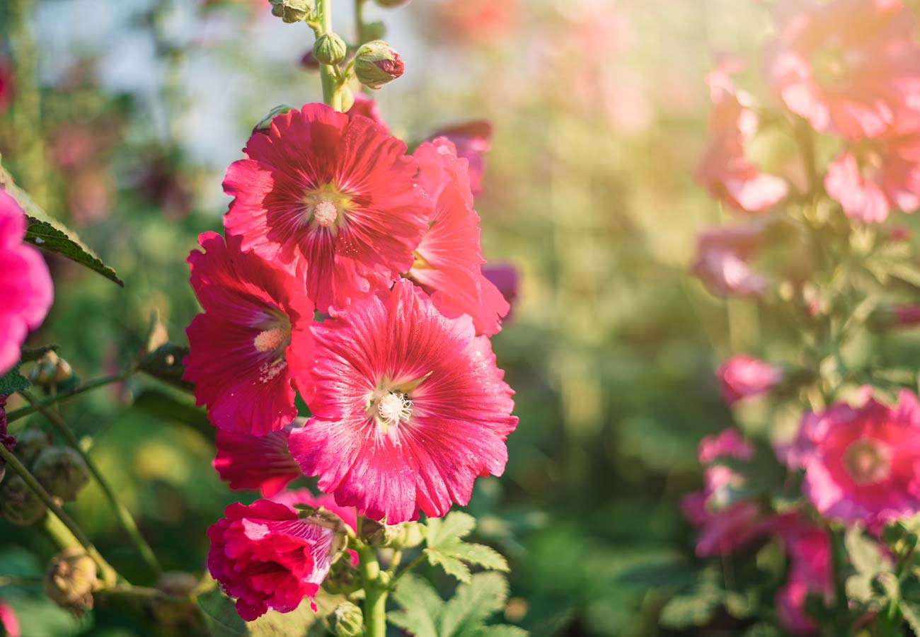 Hollyhocks Mixed Colours