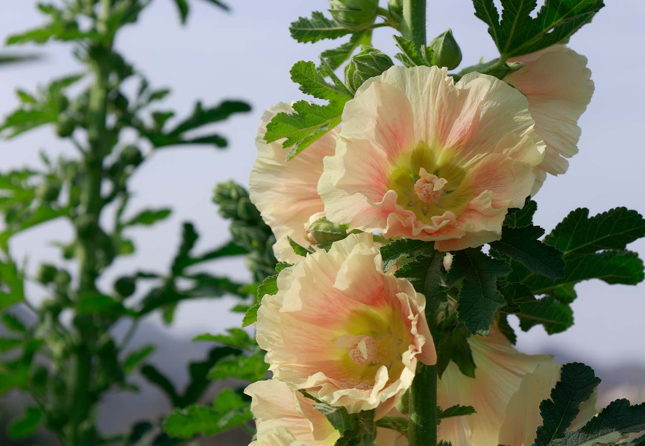 Hollyhocks Mixed Colours