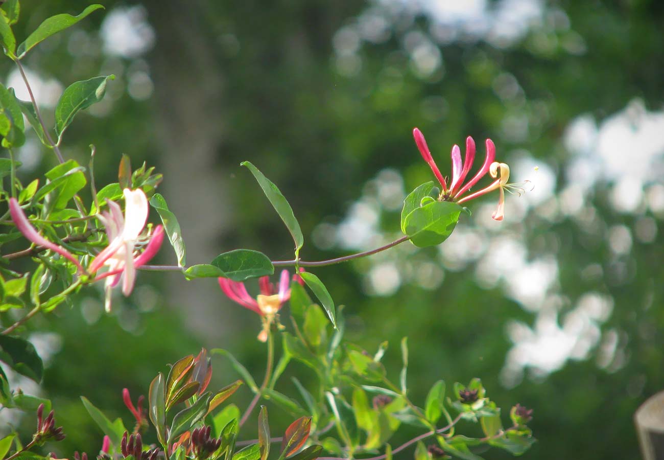 Honeysuckle Red Flower