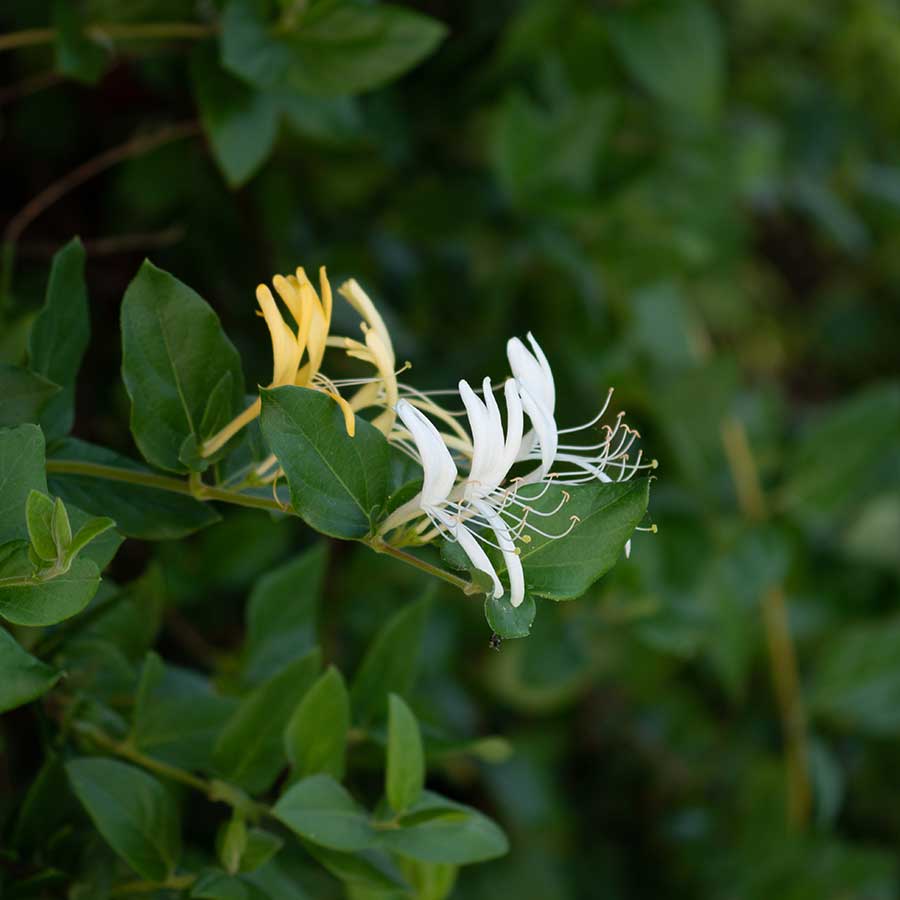 Honeysuckle White Flower