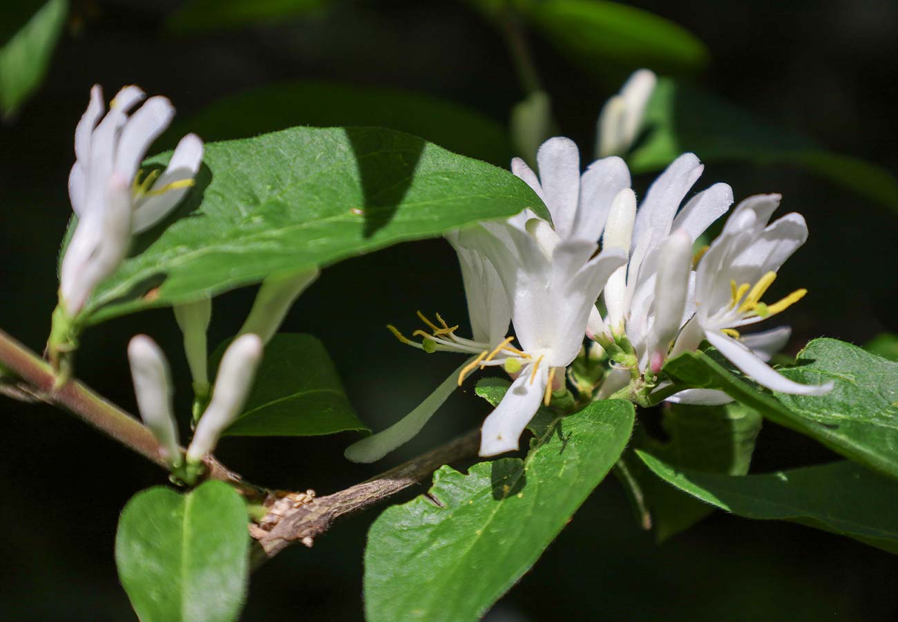 Honeysuckle White Flower