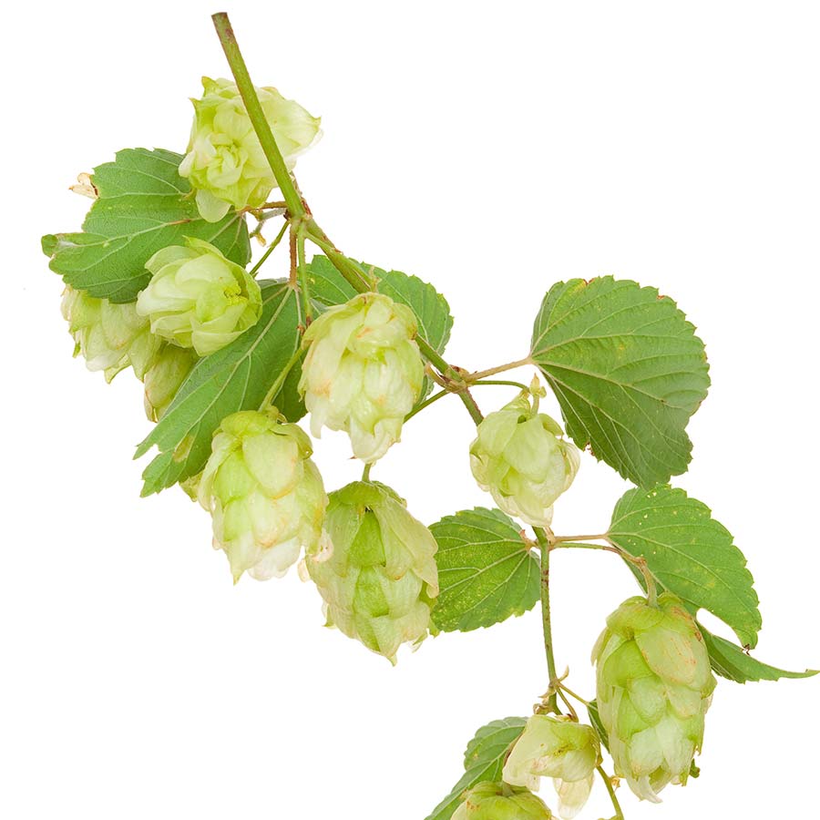 Common Hops