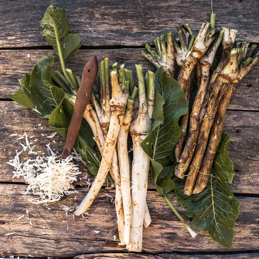 Horseradish