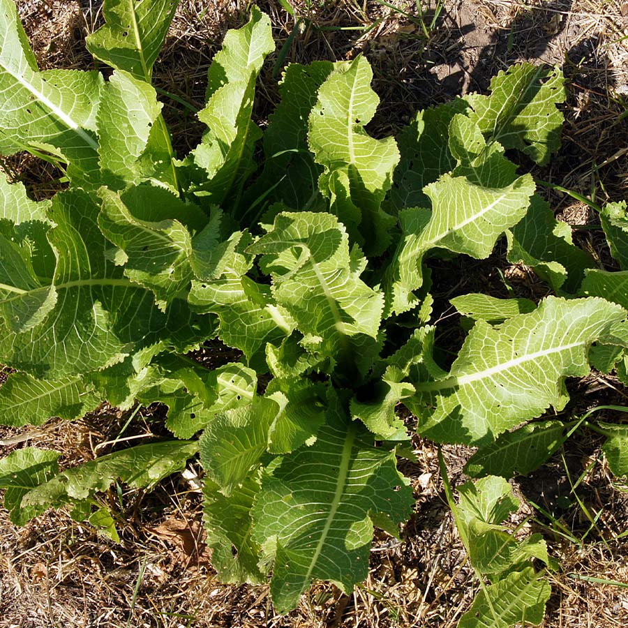 Horseradish