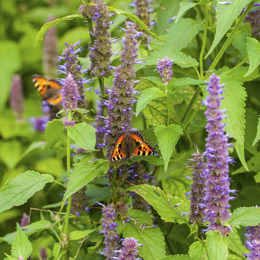 Hyssop