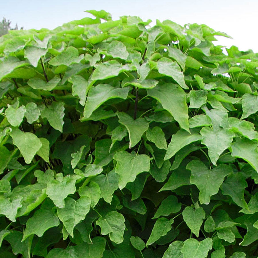 Indian Bean Tree