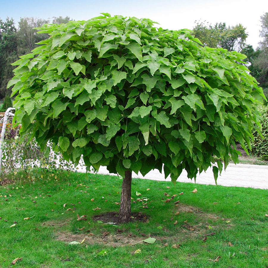 Indian Bean Tree