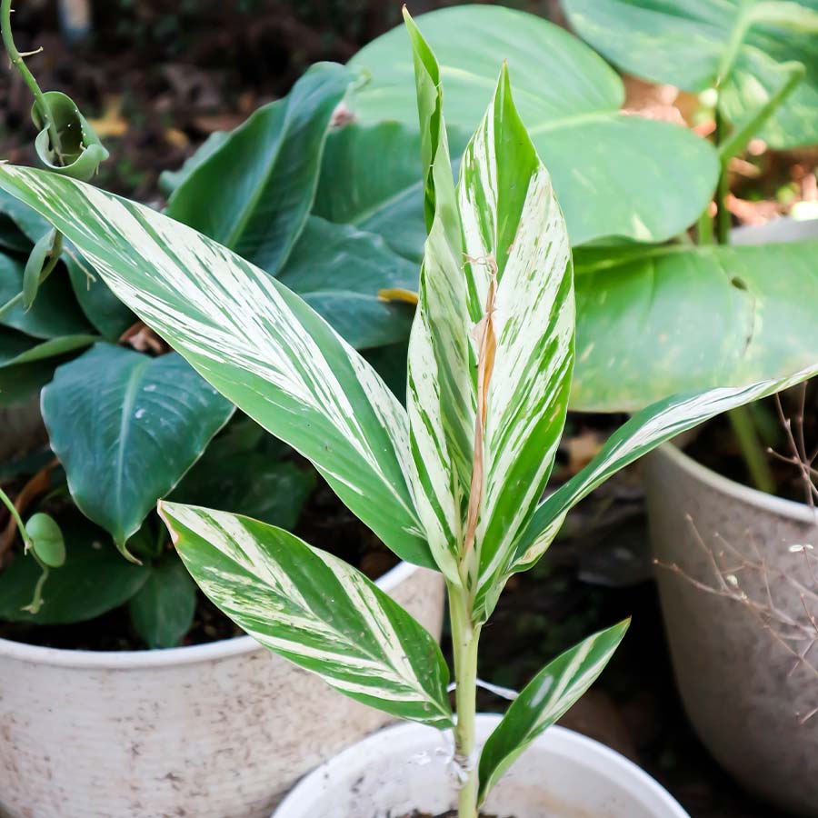 Variegated Japanese Ginger - 'Mioga'