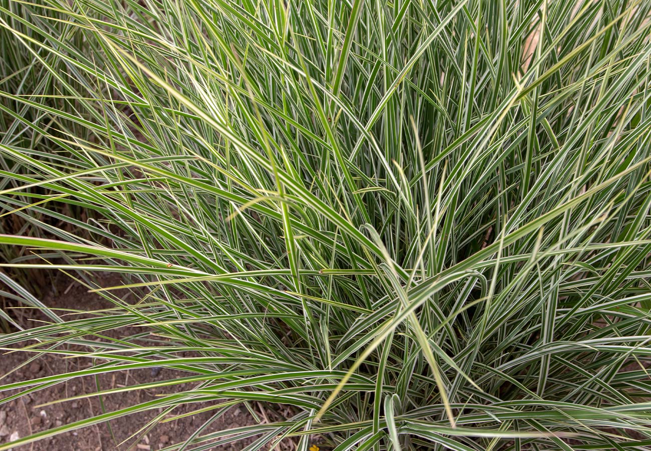 -Giant Variegated Miscanthus