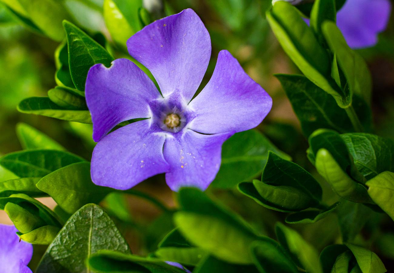 Periwinkle