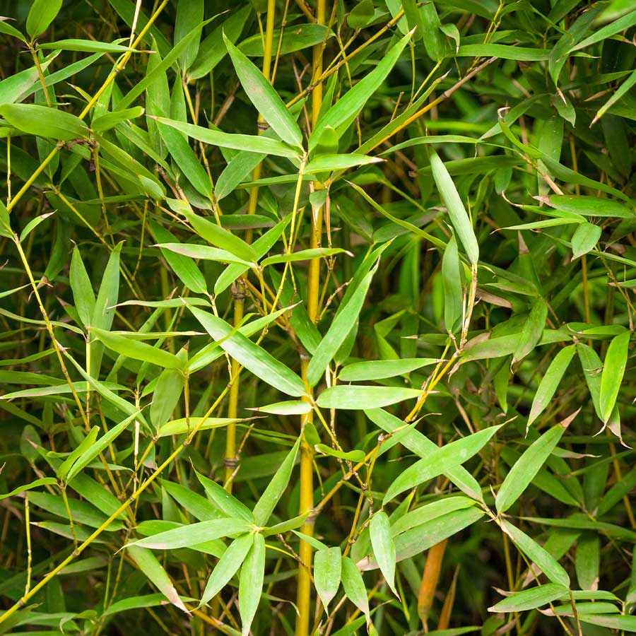 Bamboo 'Phyllostachys aurea'