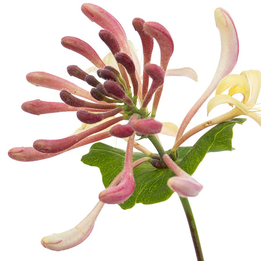 Honeysuckle Red Flower