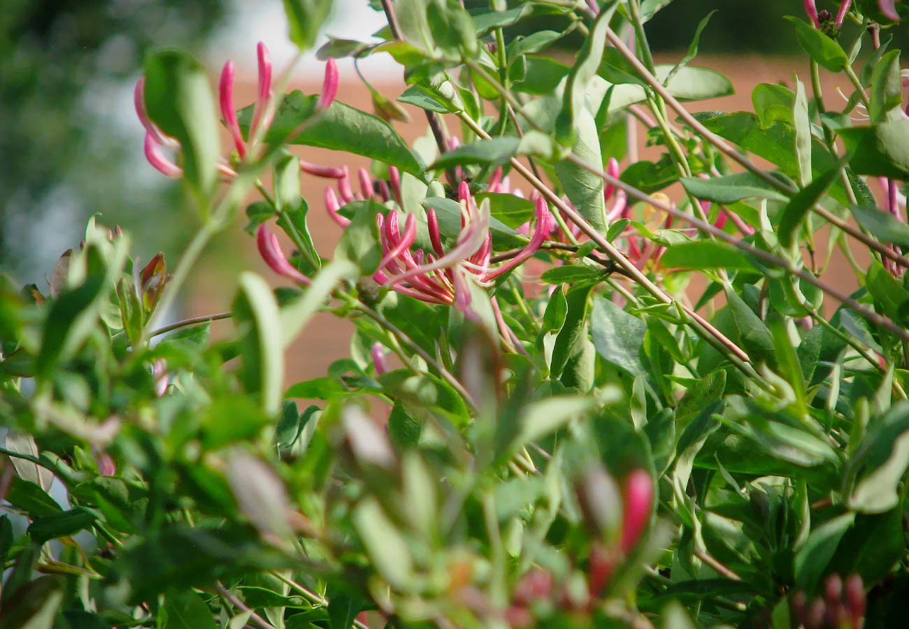 Honeysuckle Red Flower