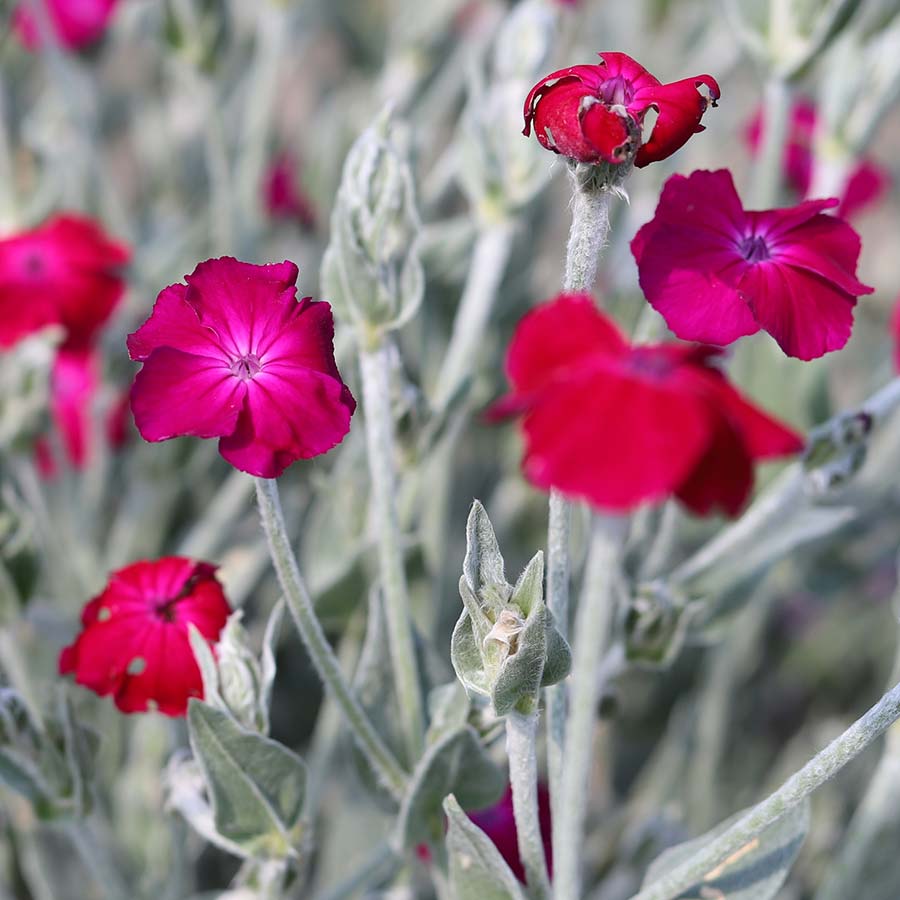 Rose Campion