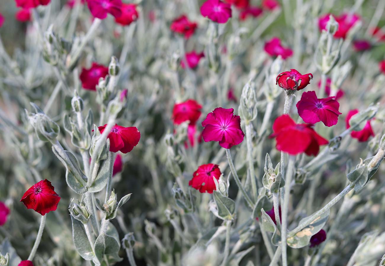 Rose Campion