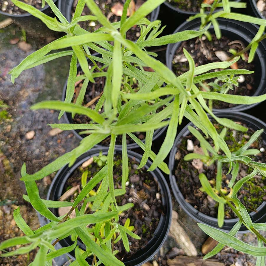 Russian Tarragon