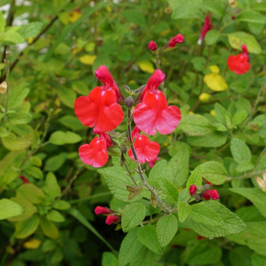 - Salvia Gregii