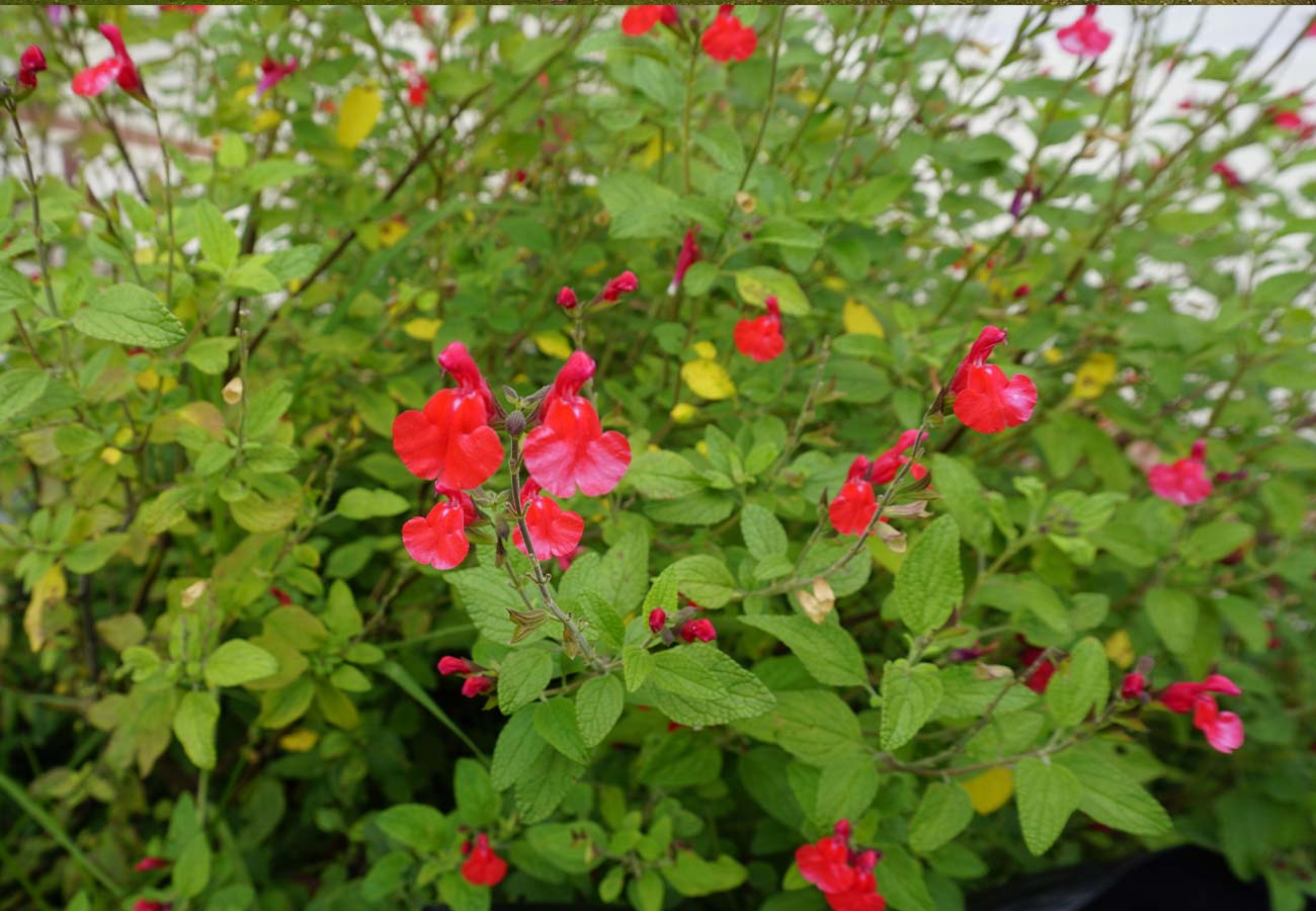 - Salvia Gregii