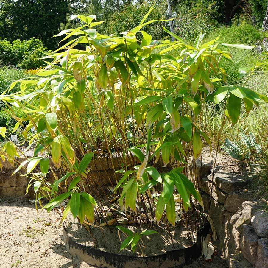 Bamboo 'Sasa palmata'