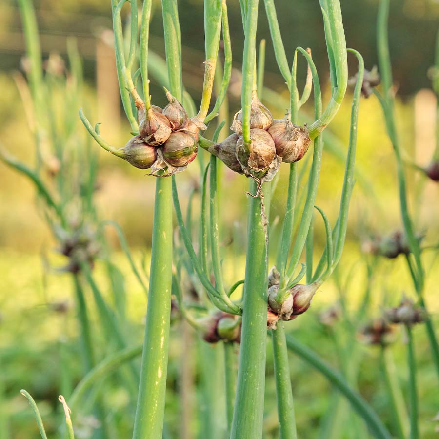 Egyptian Walking Onions