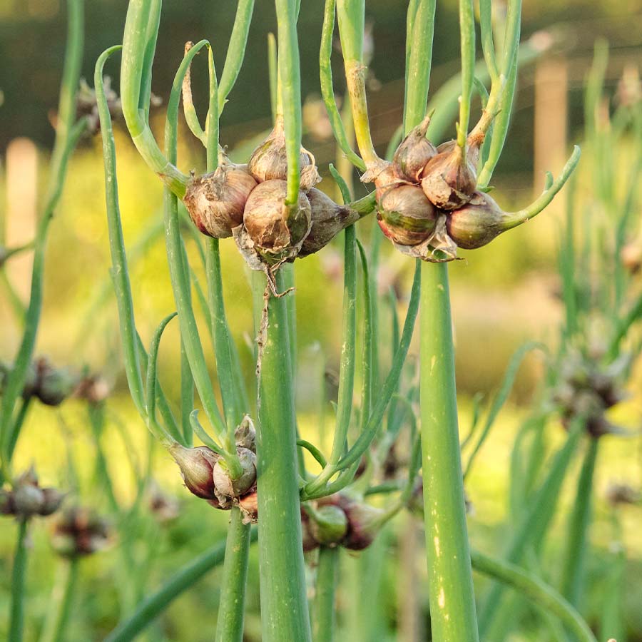 Egyptian Walking Onions