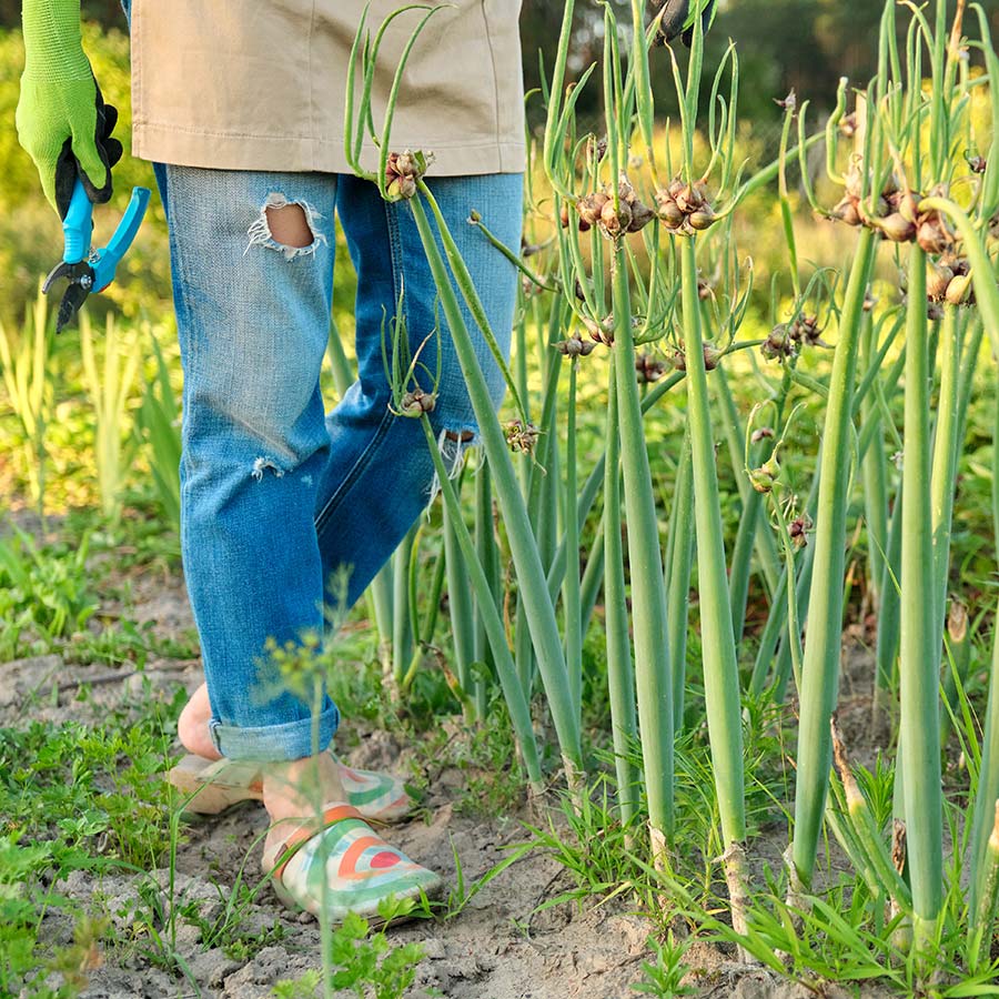 Egyptian Walking Onions