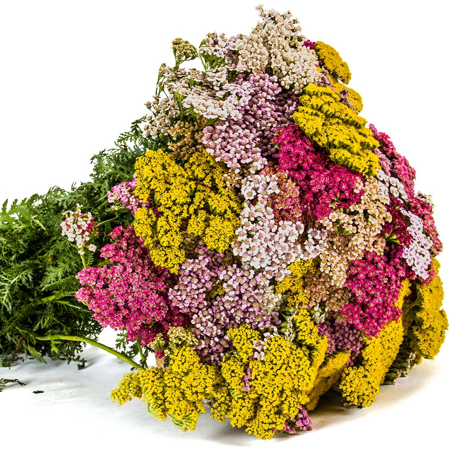 Yarrow - Select your Colour