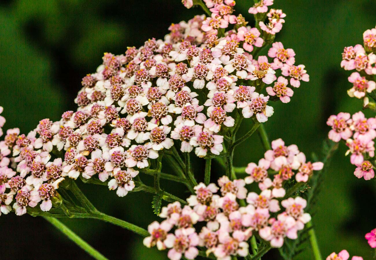 Yarrow - Select your Colour