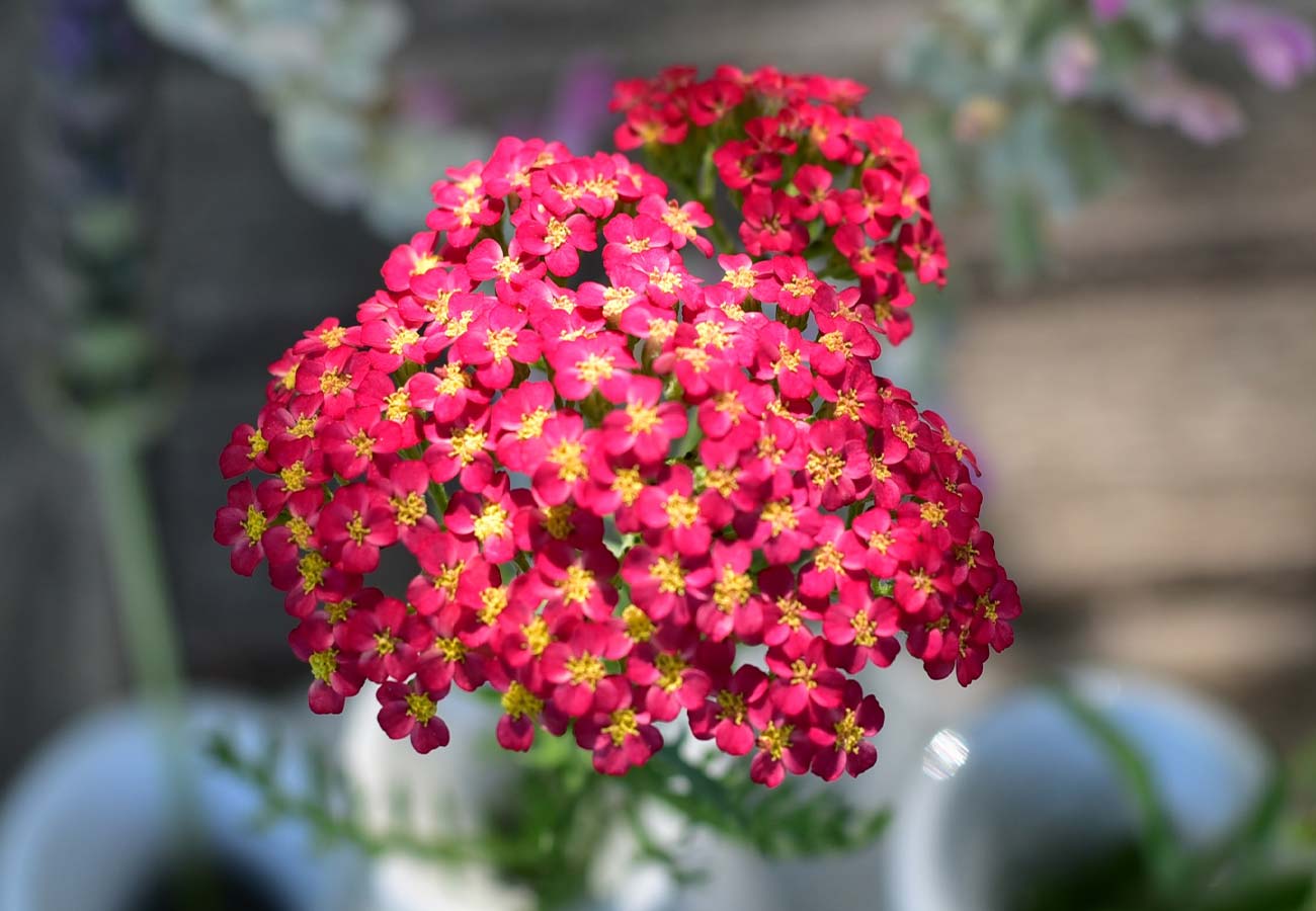 - Yarrow - Select your Colour