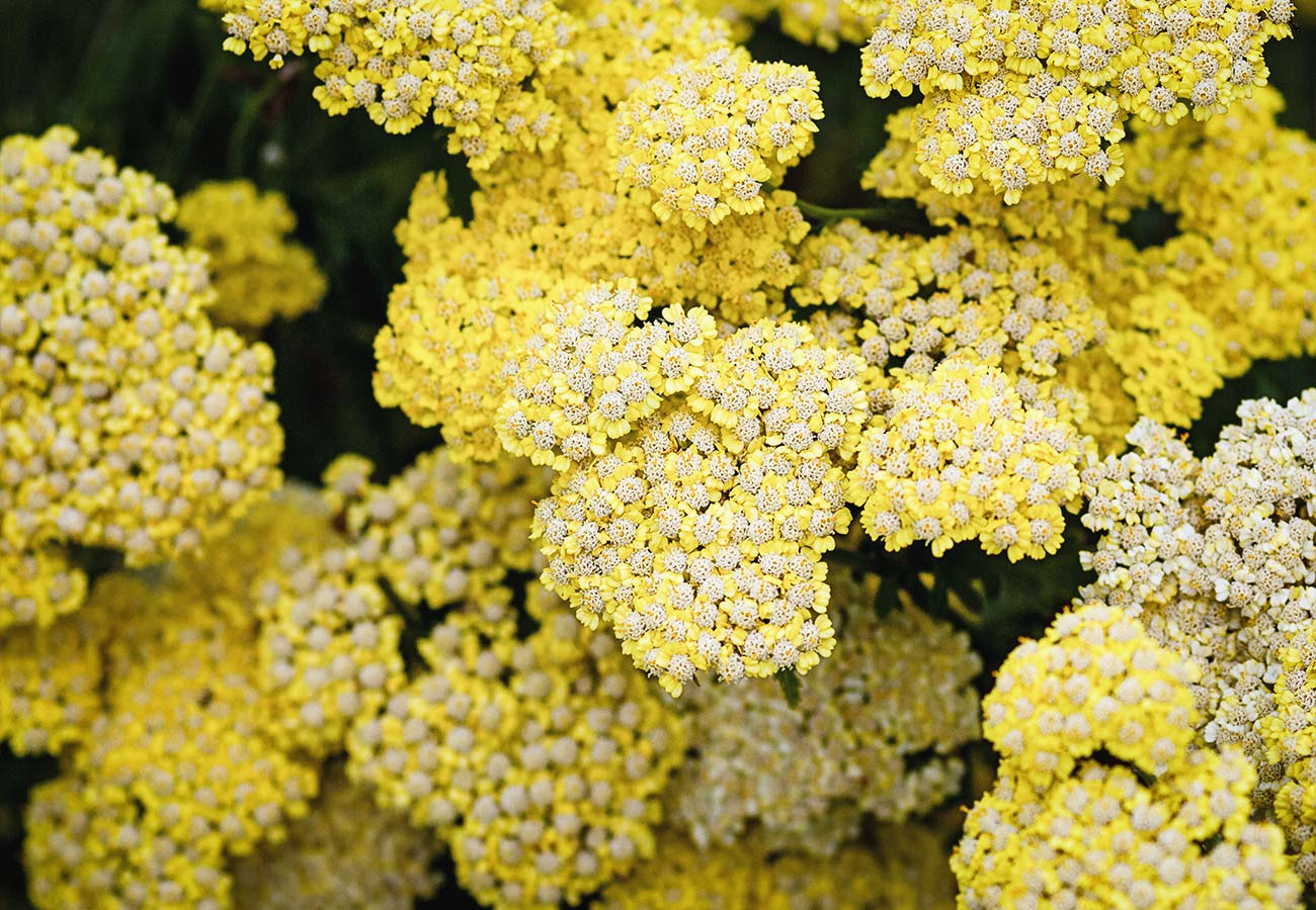 Yarrow - Select your Colour